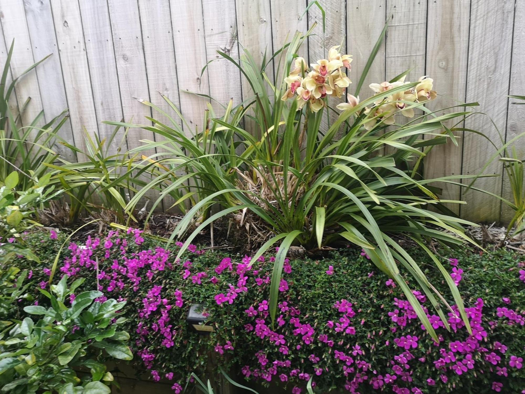W&M Orchid House Apartman Auckland Kültér fotó
